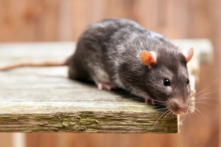 Quel est le moyen le plus efficace pour se débarrasser des souris ?, Besançon, AVH CONSEIL