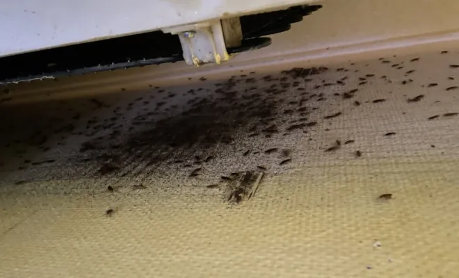 Désinsectisation de punaise, Besançon, AVH CONSEIL