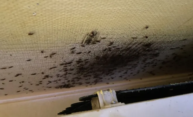 Désinsectisation cafards dans un appartement à Besançon, Besançon, AVH CONSEIL
