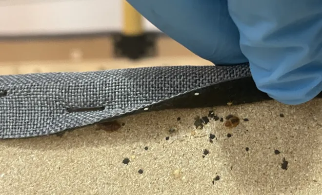 Désinsectisation Punaise de lit , Besançon, AVH CONSEIL